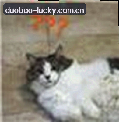 陈磊